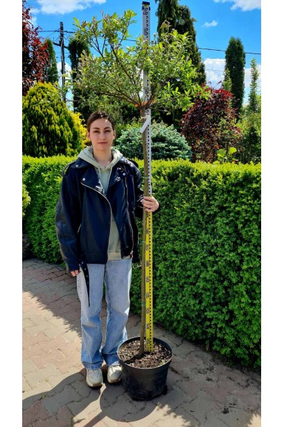 Верба рожева Маунт Асо щеплена висота 190-200 см, штамб 150 см